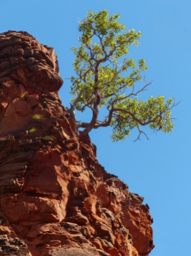 Tree Growing on Cliff in Kimberley Outback #1251