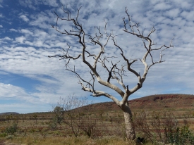Bare Boab Tree in Kimberley Outback #1259