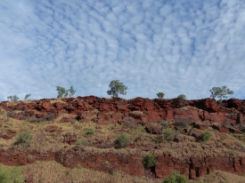 Trees on Rock Ledge in Kimberley Outback #1260