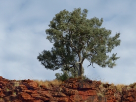 Boab Tree on Rock Ledge in Kimberley Outback #1261