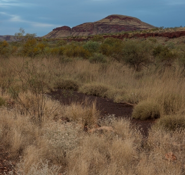 Pilbara Landscape #653